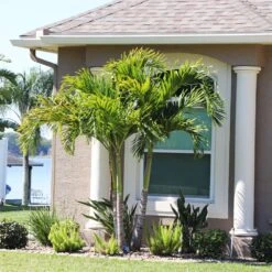 Christmas Palm Tree -Garden Plant Shop Christmas Palm 10 BB