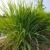 Citronella Grass -Garden Plant Shop Citronella GRass BB 600x600 4f796804 3b7d 44fc ab62 e47d769bb570