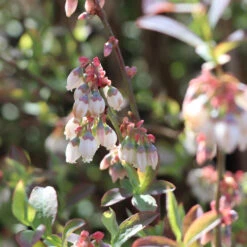 Climax Blueberry Bush 10 Climax Blueberry Bush -Garden Plant Shop Climax Blueberry 3