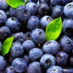 Climax Blueberry Bush 12 Climax Blueberry Bush -Garden Plant Shop Climax Blueberry 5 BB