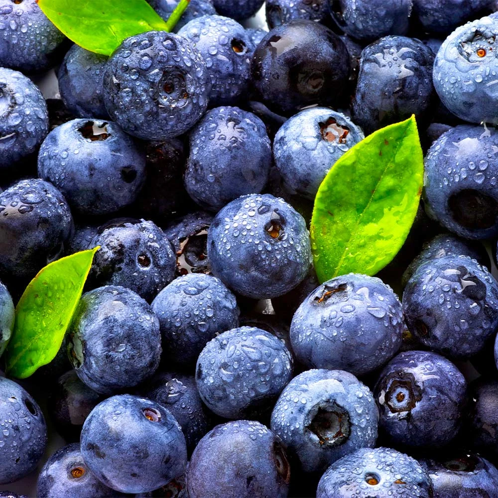 Climax Blueberry Bush 7 Climax Blueberry Bush - Image 5