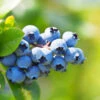 Climax Blueberry Bush -Garden Plant Shop Climax Blueberry BB 600x600 88674c2f 9852 43a4 ab16 94d436da64df
