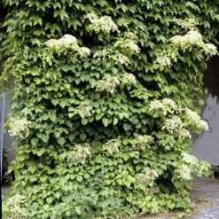 Climbing Hydrangea -Garden Plant Shop Climbing Hydrangea 1 BB