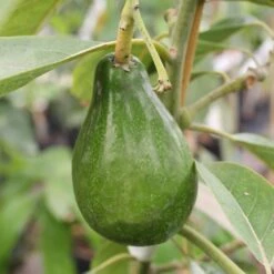 Cold Hardy Avocado Tree 15 Cold Hardy Avocado Tree -Garden Plant Shop Cold Hardy Avocado 4 BB