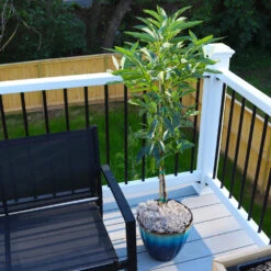Cold Hardy Avocado Tree 12 Cold Hardy Avocado Tree -Garden Plant Shop Cold Hardy Avocado 7 FGT