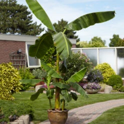 Cold Hardy Banana Tree -Garden Plant Shop Cold Hardy Banana Tree 1