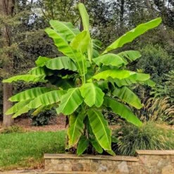 Cold Hardy Banana Tree -Garden Plant Shop Cold Hardy Banana Tree 6