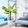 Cold Hardy Banana Tree -Garden Plant Shop Cold Hardy Banana Tree BB 600x600 b2a55a1b fdee 4506 baf9 9ff98793d41d