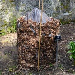 Cold Hardy Banana Tree -Garden Plant Shop Cold Hardy Banana Tree FGT 3