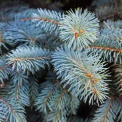 Colorado Blue Spruce Tree -Garden Plant Shop Colorado BLue Spruce 2 BB
