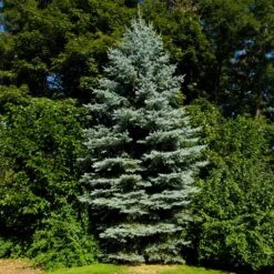 Colorado Blue Spruce Tree -Garden Plant Shop Colorado BLue Spruce 3 BB