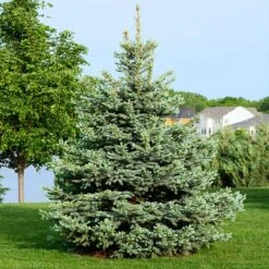 Colorado Blue Spruce Tree