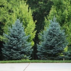 Colorado Blue Spruce Tree -Garden Plant Shop Colorado BLue Spruce 7