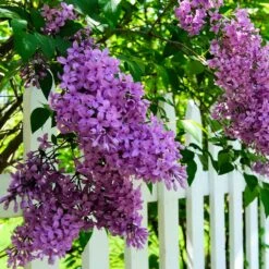 Common Purple Lilac Plant -Garden Plant Shop Common Purple Lilac 3