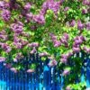 Common Purple Lilac Plant -Garden Plant Shop Common Purple Lilac BB 600x600 d742980f a63e 4437 85d0 1473e71d30c3