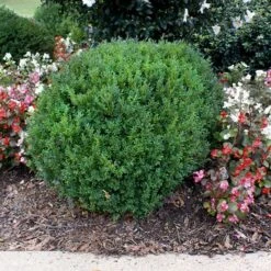 Compacta Japanese Holly Shrub