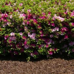 Conversation Piece Azalea Shrub 9 Conversation Piece Azalea Shrub -Garden Plant Shop Conversation piece Azalea 2