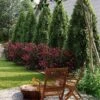 Cool-Climate Privacy Kit -Garden Plant Shop Cool Season Privacy Climate Kit 600x600 85623143 875e 4efd 8738 9769d575f197