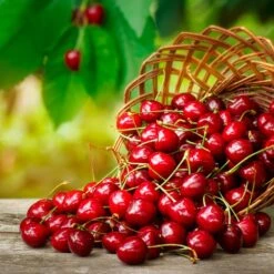 Coral Champagne Cherry Tree -Garden Plant Shop Coral Champagne Cherry Tree 3 BB