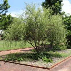 Corkscrew Willow Tree -Garden Plant Shop Corkscrew Willow 1