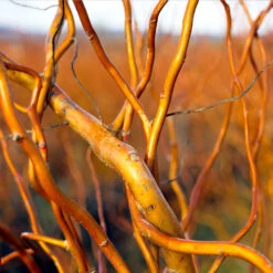 Corkscrew Willow Tree -Garden Plant Shop Corkscrew Willow 1 BB