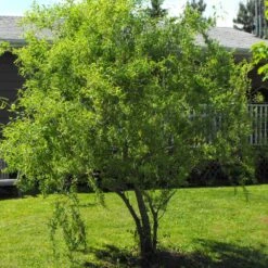Corkscrew Willow Tree -Garden Plant Shop Corkscrew Willow 8 BB