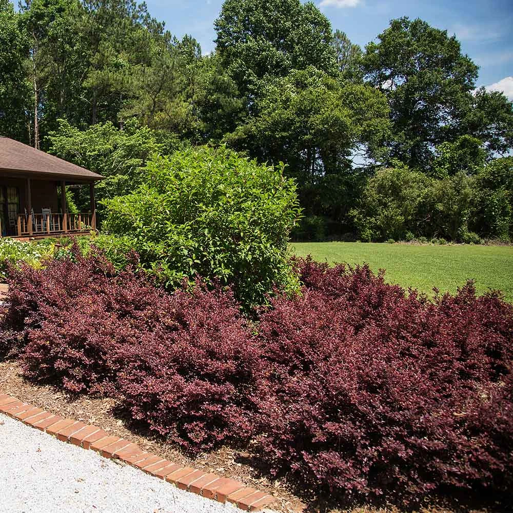 Crimson Fire™ Loropetalum 5 Crimson Fire™ Loropetalum - Image 3