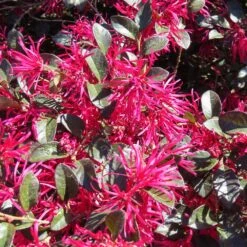 Crimson Fire™ Loropetalum 9 Crimson Fire™ Loropetalum -Garden Plant Shop Crimson Fire Loropetalum 4