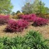 Crimson Fire™ Loropetalum