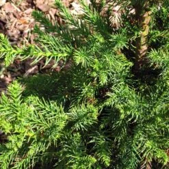 Black Dragon Cryptomeria -Garden Plant Shop Cryptomeria Black Dragon 3