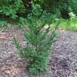 Black Dragon Cryptomeria -Garden Plant Shop Cryptomeria Black Dragon 4