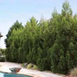 Cryptomeria Radicans Tree 13 Cryptomeria Radicans Tree -Garden Plant Shop Cryptomeria Radicans 11 BBB