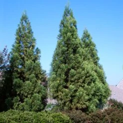Cryptomeria Radicans Tree 10 Cryptomeria Radicans Tree -Garden Plant Shop Cryptomeria Radicans 3 BB