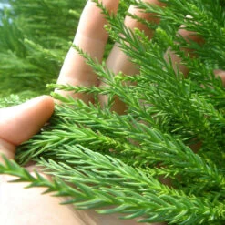 Cryptomeria Radicans Tree 11 Cryptomeria Radicans Tree -Garden Plant Shop Cryptomeria Radicans 4 BB