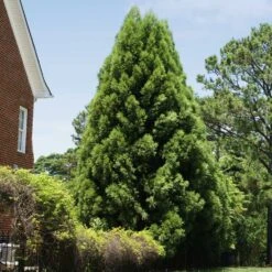 Cryptomeria Radicans Tree 12 Cryptomeria Radicans Tree -Garden Plant Shop Cryptomeria Radicans 5