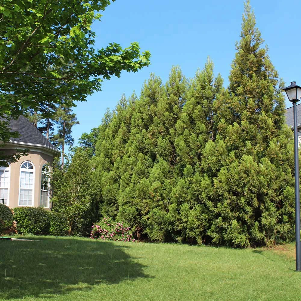 Cryptomeria Radicans Tree 4 Cryptomeria Radicans Tree - Image 2