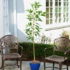 Condo™ Avocado Tree -Garden Plant Shop Day Condo Avocado BB 600x600 5e5043fc 7fce 4b75 8e75 810bb46c61e3