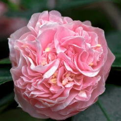 Debutante Camellia Shrub -Garden Plant Shop Debutante Camellia 5 BB