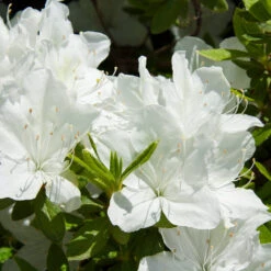 Delaware Valley White Azalea Shrub -Garden Plant Shop Delaware Valley Azalea 1