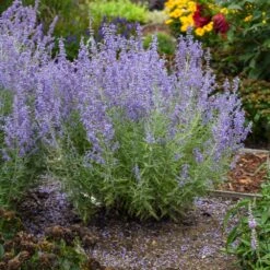 Denim 'n Lace Russian Sage 7 Denim 'n Lace Russian Sage -Garden Plant Shop DenimandLace Sage 4 BB