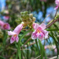 Bubba Desert Willow 9 Bubba Desert Willow -Garden Plant Shop Desert Willow Bubba 2