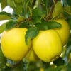 Dorsett Golden Apple Tree -Garden Plant Shop Dorsett Apple BB 600x600 25c4cf36 093c 4aaa ad53 af0f048de13c