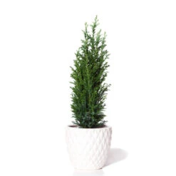 Dwarf Italian Cypress Tree -Garden Plant Shop Dwarf Italian Cypress 800 Mainimage BB