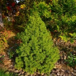 Dwarf Alberta Spruce Tree -Garden Plant Shop Dwarf ALberta ALberta Spruce 2 BB
