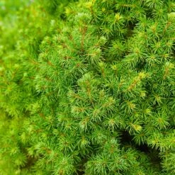 Dwarf Alberta Spruce Tree -Garden Plant Shop Dwarf ALberta ALberta Spruce 6