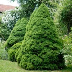Dwarf Alberta Spruce Tree