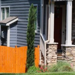 Dwarf Italian Cypress Tree -Garden Plant Shop Dwarf Italian Cypress 3