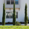 Dwarf Italian Cypress Tree -Garden Plant Shop Dwarf Italian Cypress 600x600 9ef13cb2 6e6b 4ec7 bc87 ae69a399a971