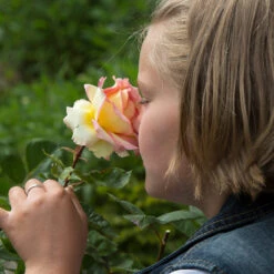 Euphoria® Rose Shrub -Garden Plant Shop EUphoria Rose Tree 1