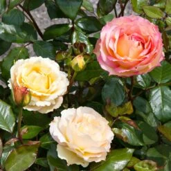 Euphoria® Rose Shrub -Garden Plant Shop EUphoria Rose Tree 4